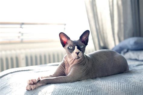 oily hairless cat|Sphynx Cat Oil Buildup